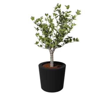 Jardinière en polyester - Conique - Ø 63 x 52 cm - RAL7021 mat (gris noir) - Avec fond