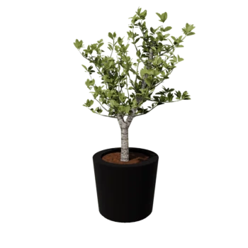 Jardinière en polyester - Conique - Ø 63 x 52 cm - RAL9005 mat (noir) - Avec fond