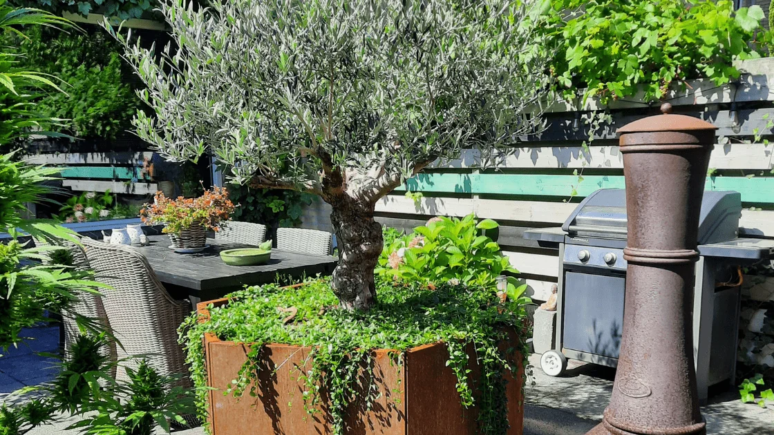 Olivier dans une grande jardinière : choix du pot et conseils d'entretien